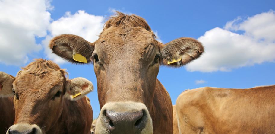 cattle