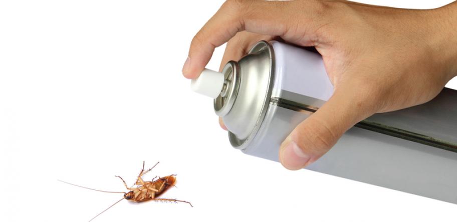 fly spray