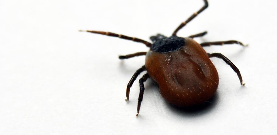 tick