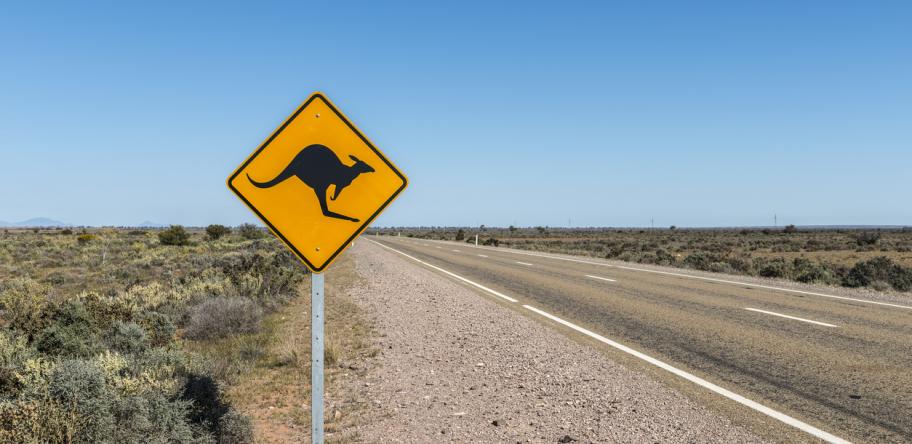 Kangaroo