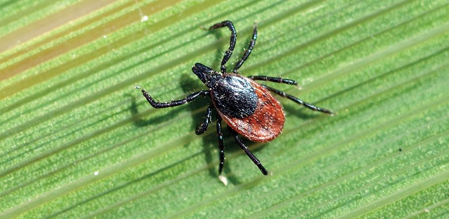 tick