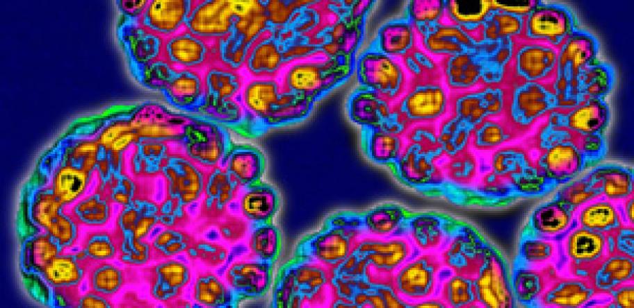 HPV virus